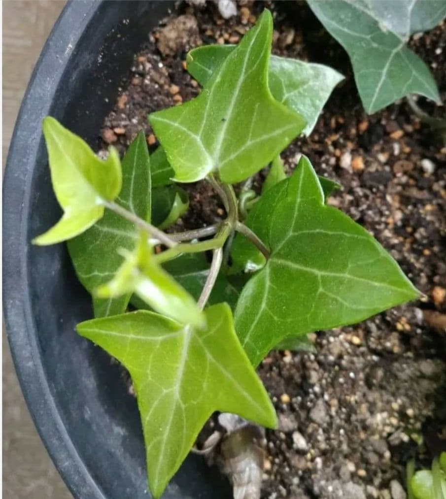 マーガレットアイビー 小苗 抜き苗 多肉植物 宿根草