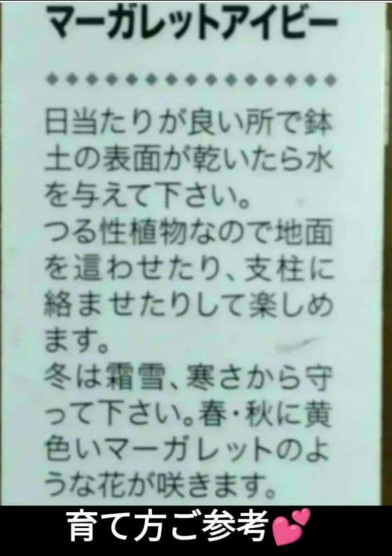 マーガレットアイビー 小苗 抜き苗 多肉植物 宿根草