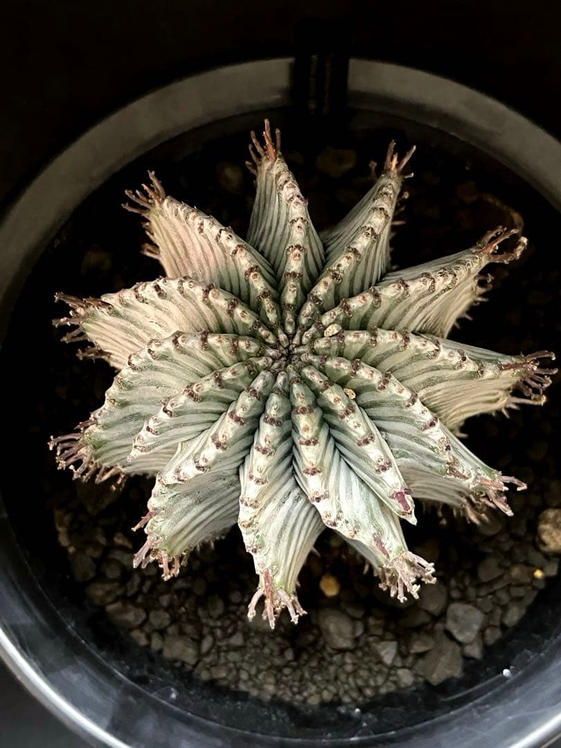 麺*類様 ユーフォルビアホリダ White zebra S胴太 親株 子株付き