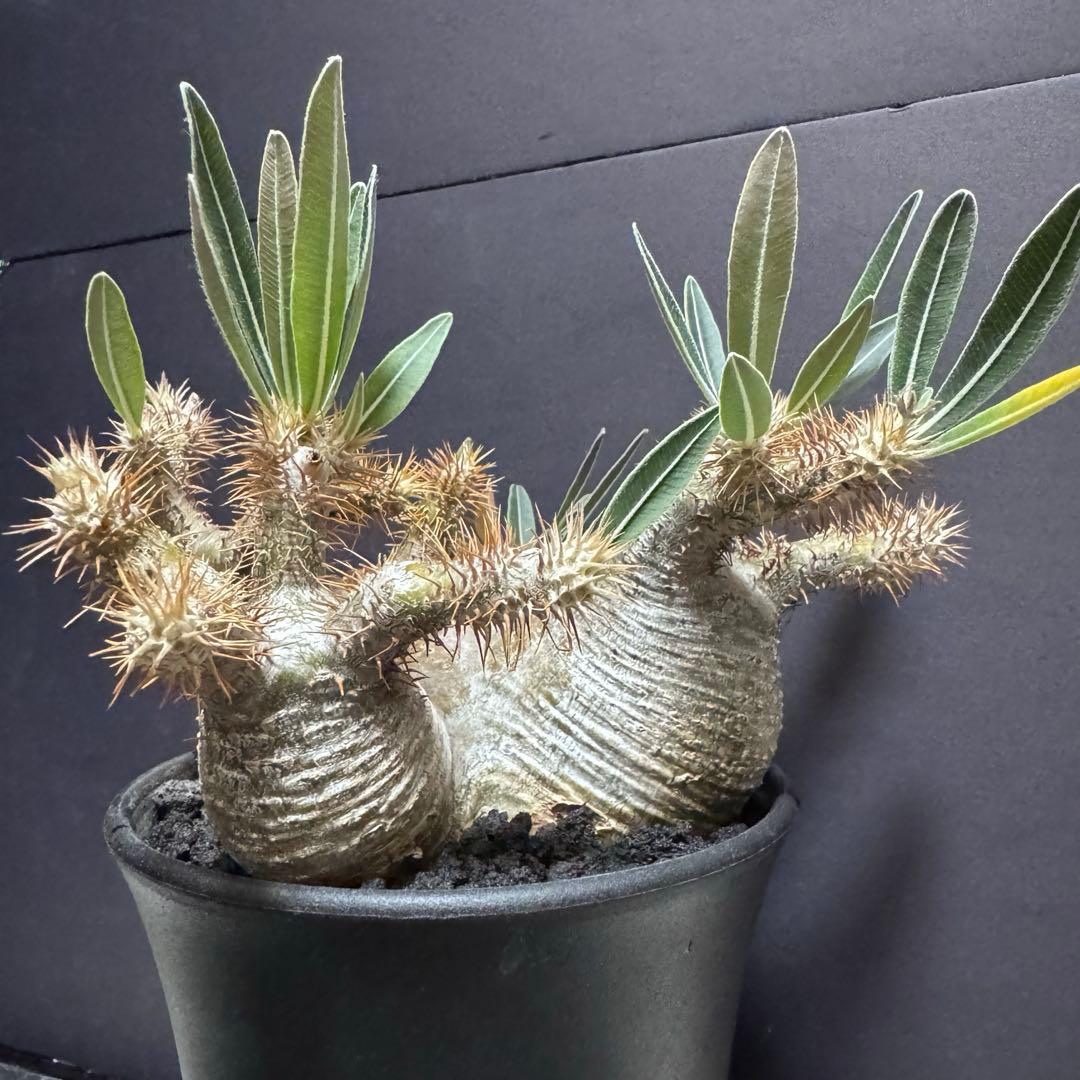 パキポディウム　グラキリス　象牙宮　多頭　三頭　現地球