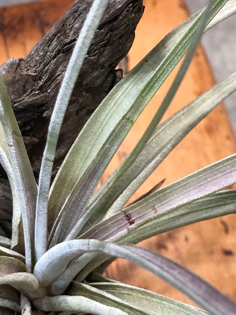 ティランジア・ファシクラータ・ホンジュレンシス