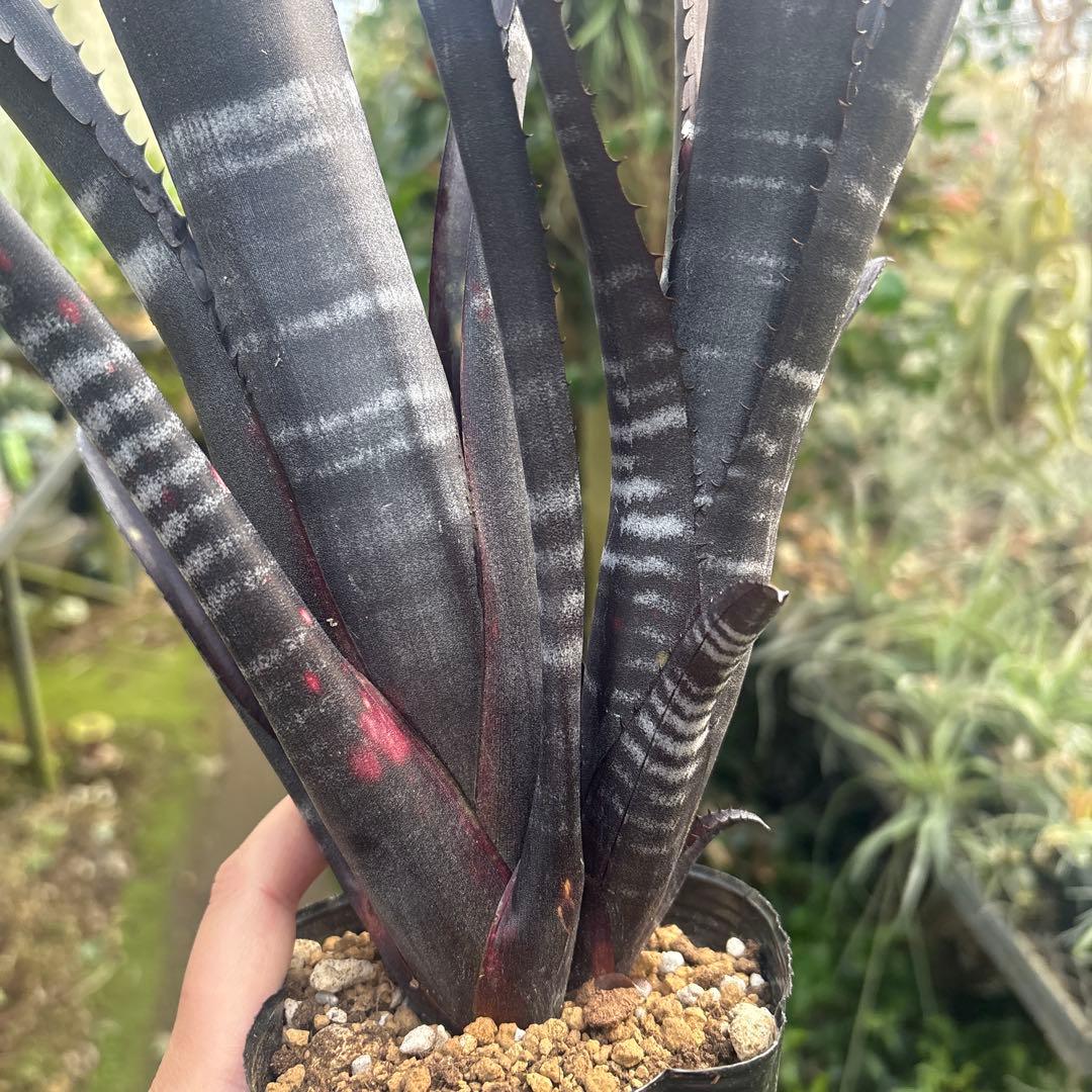 ビルベルギア　ダースベイダー