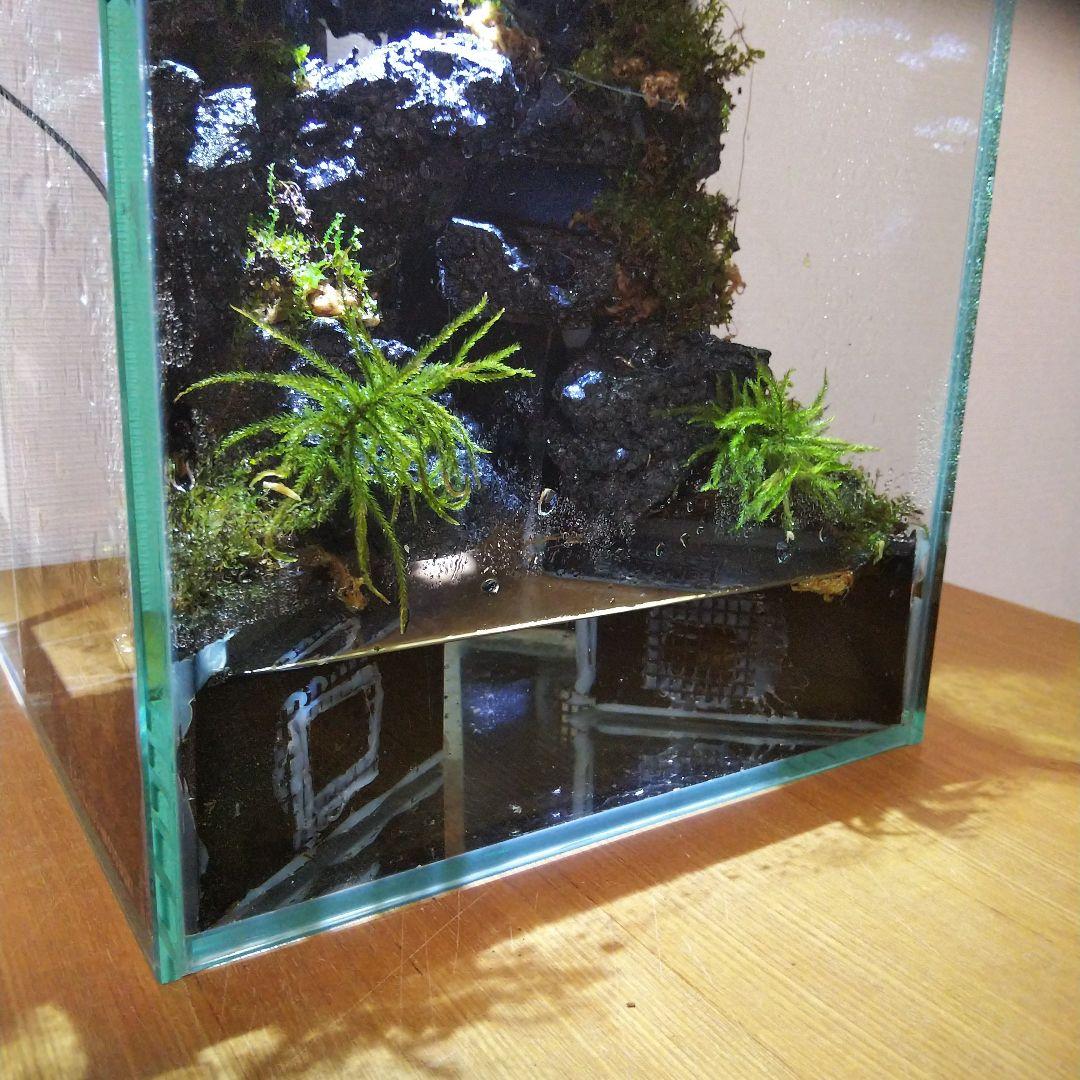 【完成品】滝の流れるアクアテラリウム　イモリウム　苔　　アクアテラリウム完成品