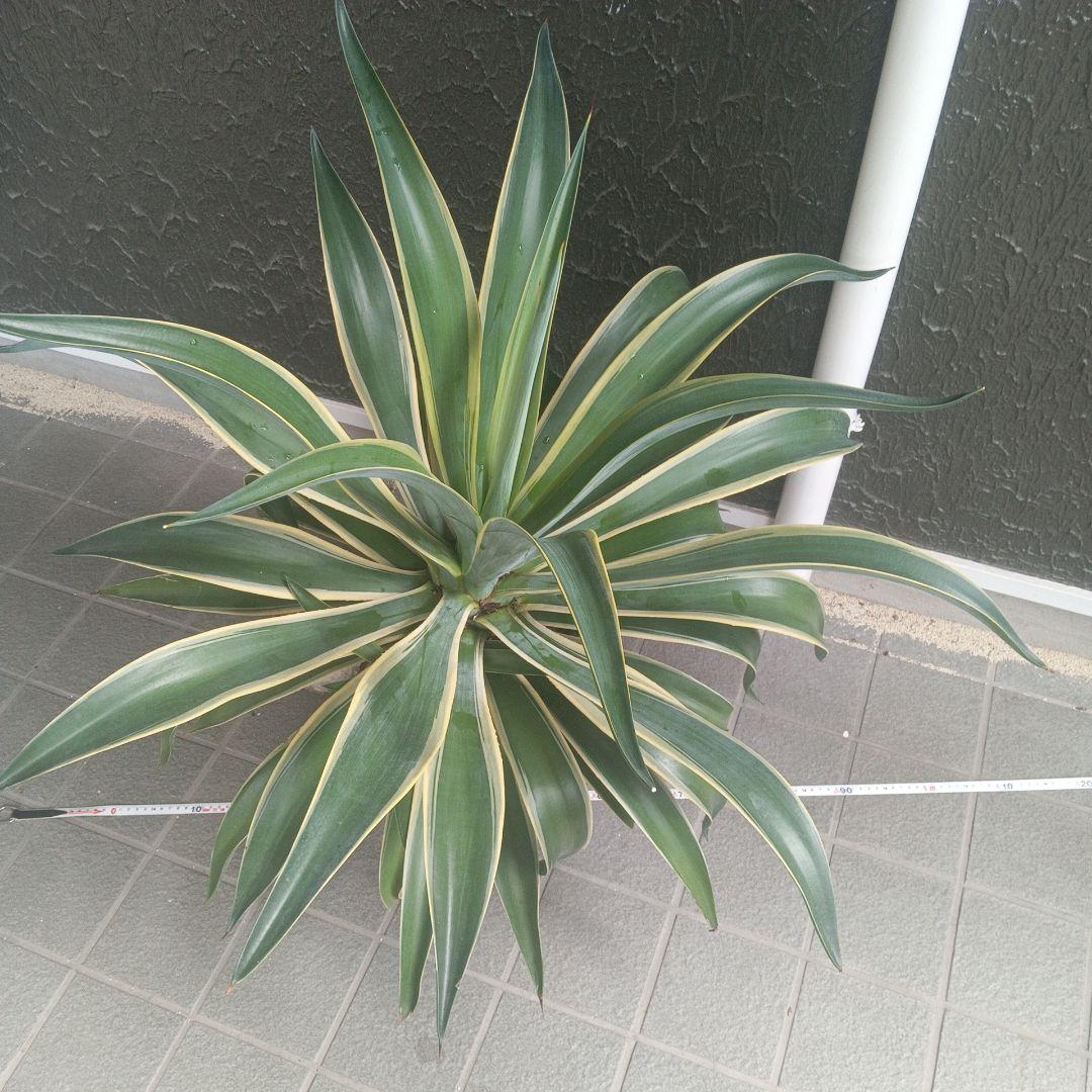 アガベ 大型　子株付