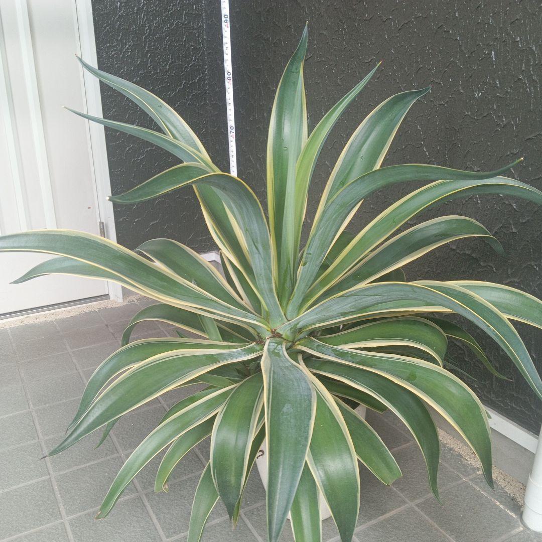 アガベ 大型　子株付