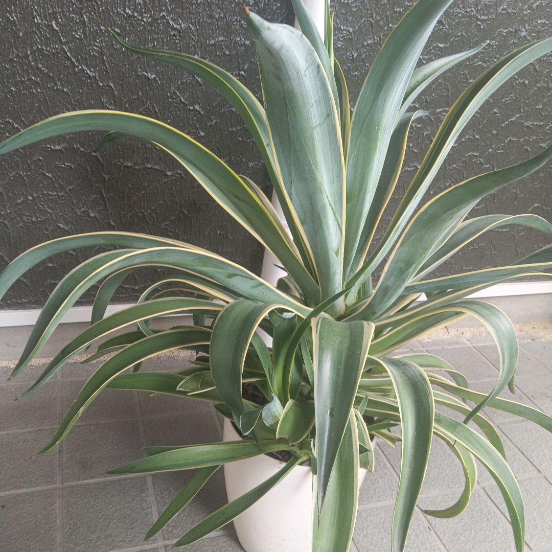 アガベ 大型　子株付