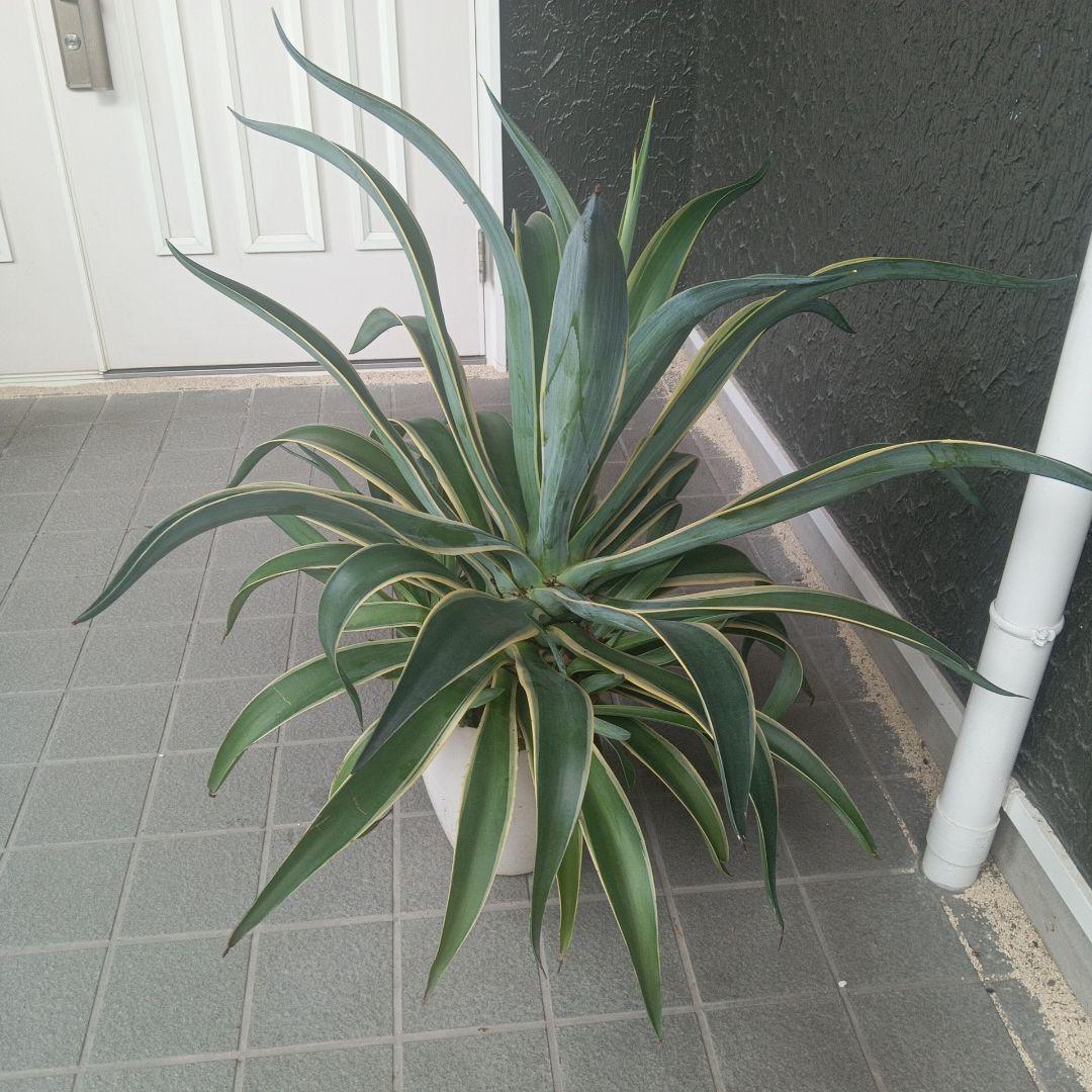 アガベ 大型　子株付