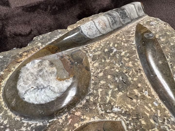 化石 オルソセラス ゴニアタイト プレート 古生代 オルドビス紀 モロッコ