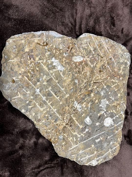 化石 オルソセラス ゴニアタイト プレート 古生代 オルドビス紀 モロッコ