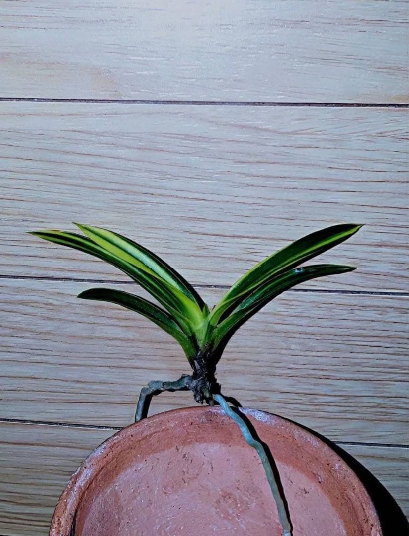 富貴蘭「金牡丹白縞」（牡丹錦）