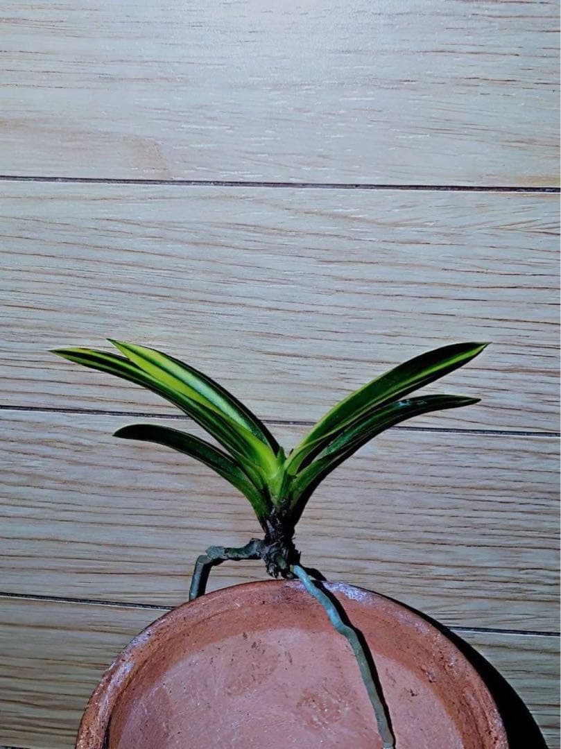 富貴蘭「金牡丹白縞」（牡丹錦）