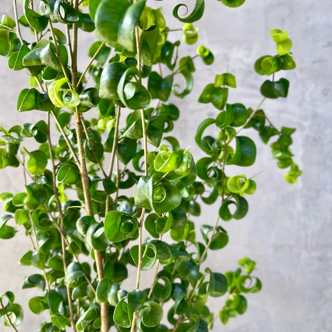 フィカス　ベンジャミン　バロック　天然苔仕立て　陶器鉢　植え込み発送