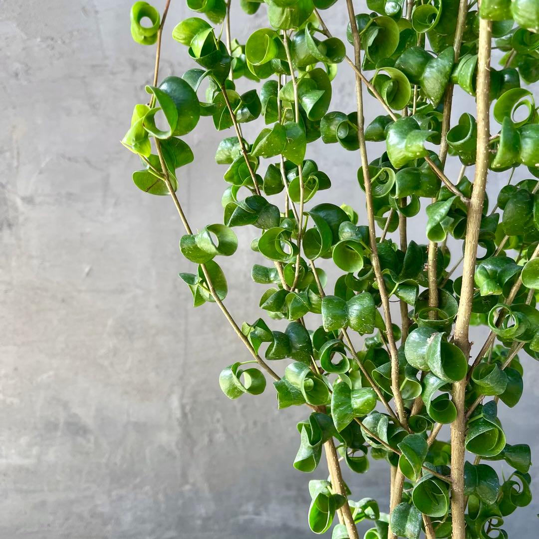 フィカス　ベンジャミン　バロック　天然苔仕立て　陶器鉢　植え込み発送