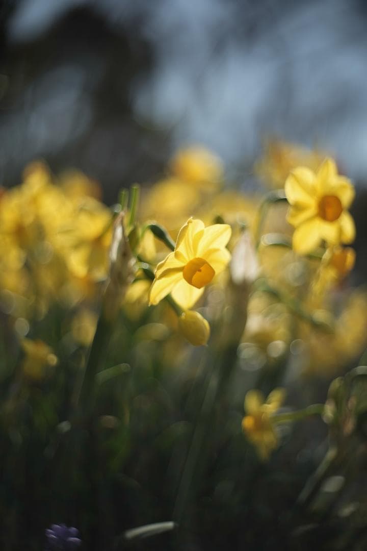 PO3-3M 50mm f2 伝説のシネレンズ スピードパンクロコピー ロシア製