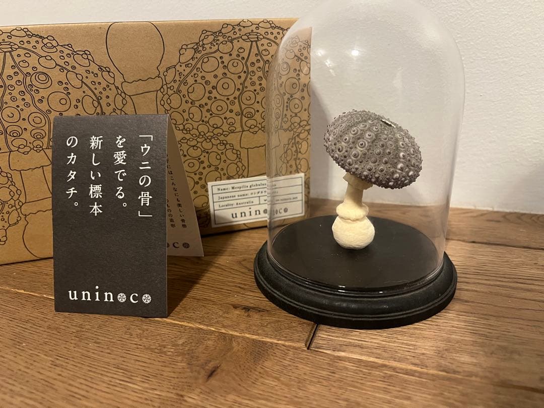 【廃盤】ウサギノネドコ uninoco ウニ　ソラキューブ キノコ きのこ 置物