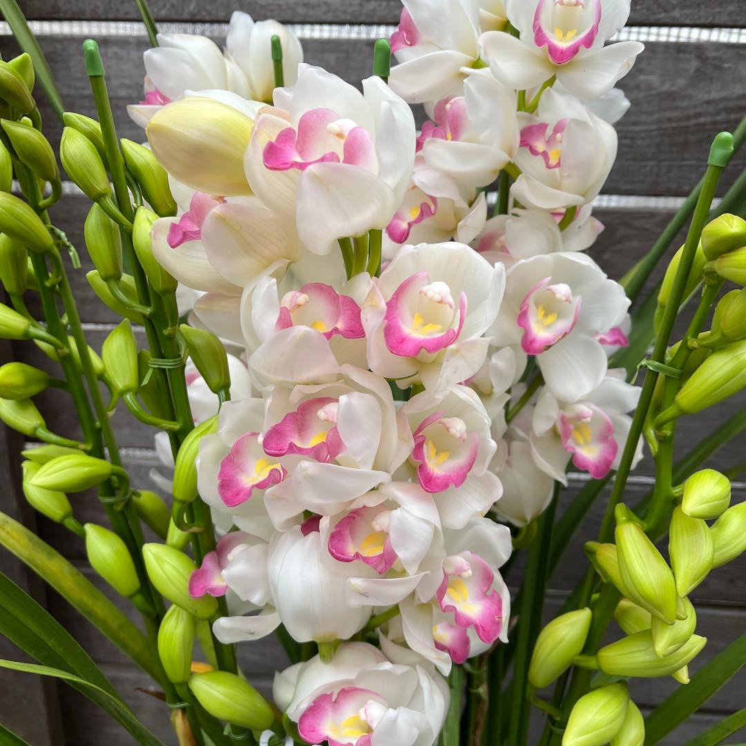 豪華　6本立ち　シンビジューム　ピンクペルペチュエル　6.５号　蕾多数