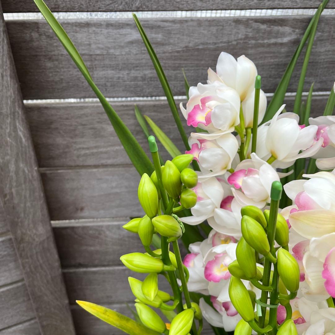 豪華　6本立ち　シンビジューム　ピンクペルペチュエル　6.５号　蕾多数