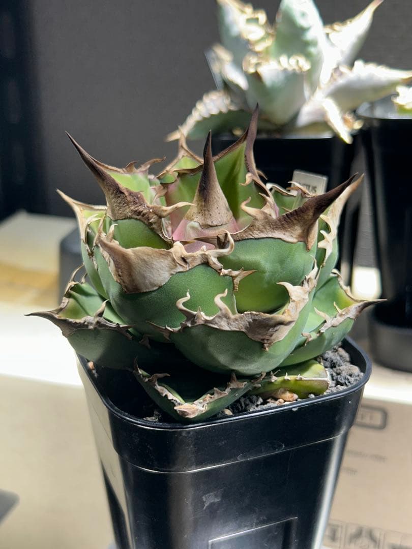 アガベ　トリケラトプス　白犀牛