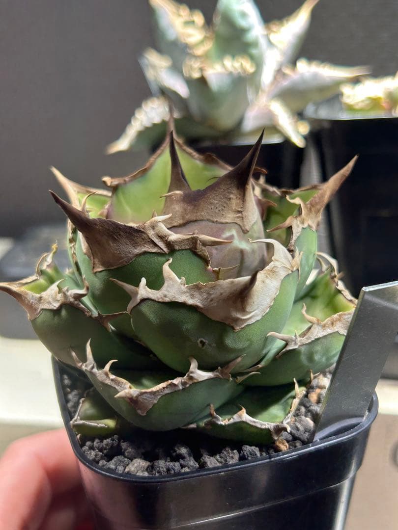 アガベ　トリケラトプス　白犀牛