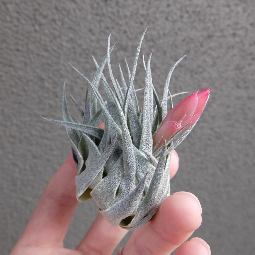 Tillandsia sprengeliana x regnellii　花芽つき