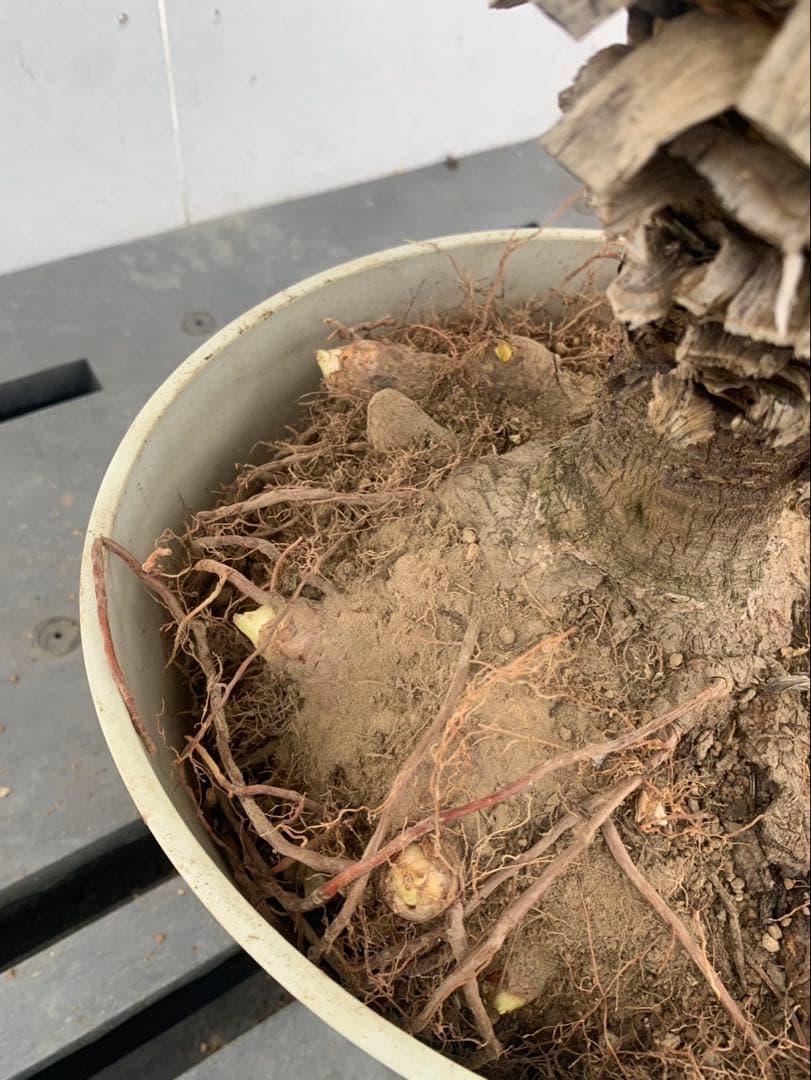 ユッカ　グロリオサ　散り斑　芋付き