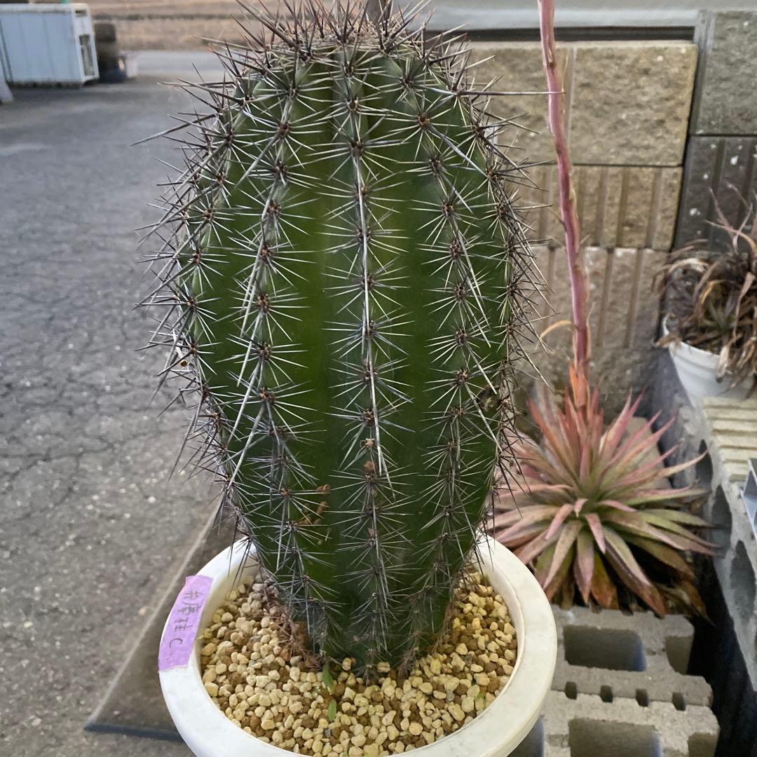 サボテン 約40cm 高さ　弁慶柱C ドライガーデン