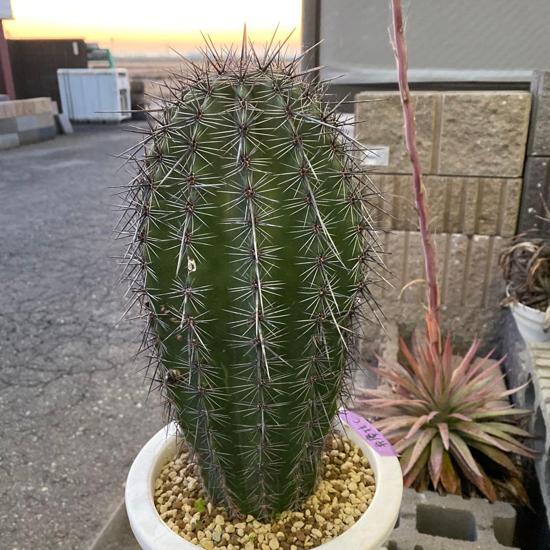 サボテン 約40cm 高さ　弁慶柱C ドライガーデン