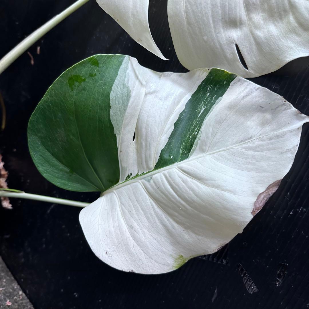 ☆*☆様 モンステラ斑入りハーフムーンホワイトタイガー極美斑入り73cm