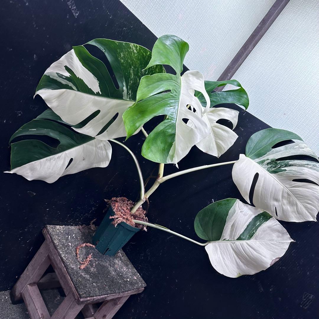 ☆*☆様 モンステラ斑入りハーフムーンホワイトタイガー極美斑入り73cm