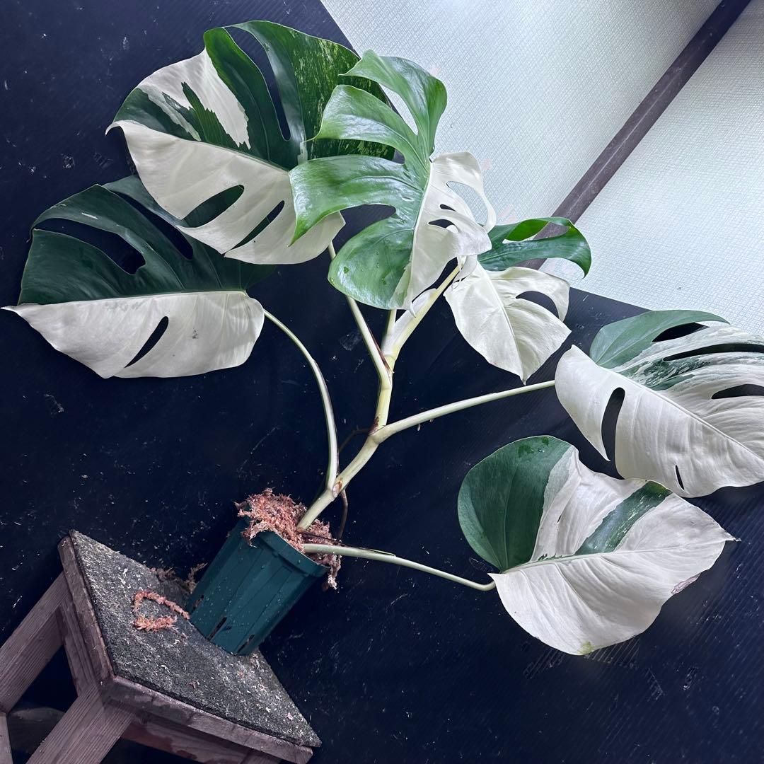 ☆*☆様 モンステラ斑入りハーフムーンホワイトタイガー極美斑入り73cm