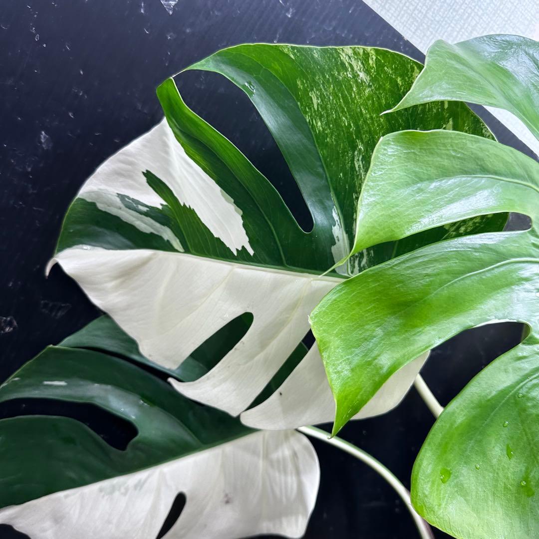 ☆*☆様 モンステラ斑入りハーフムーンホワイトタイガー極美斑入り73cm