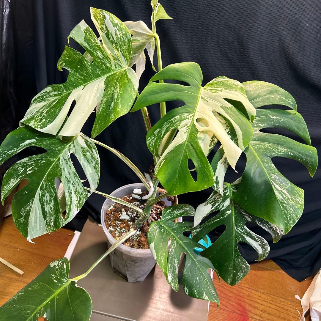 モンステラボルシギアナホワイトタイガー鉢植えまま発送