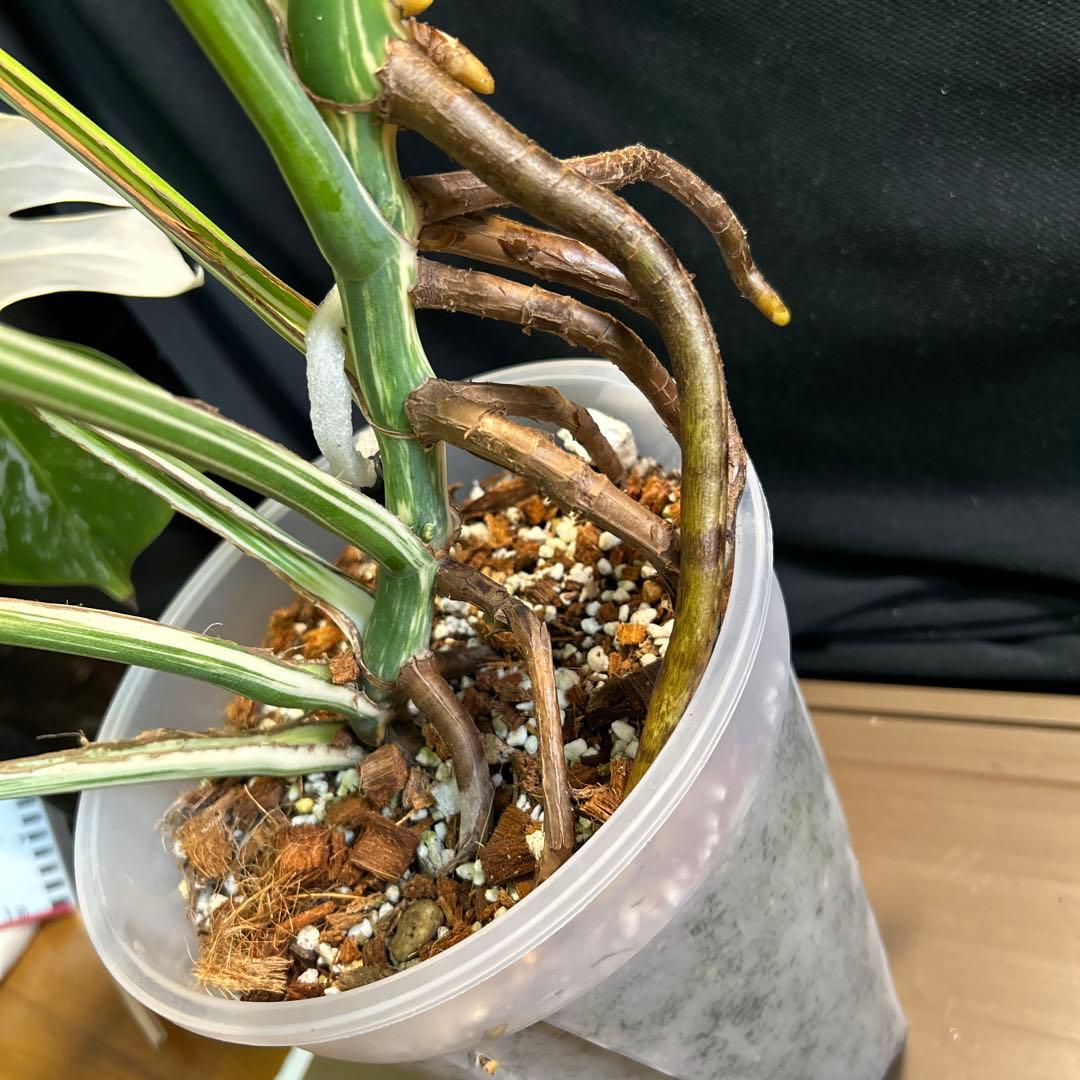 モンステラボルシギアナホワイトタイガー鉢植えまま発送