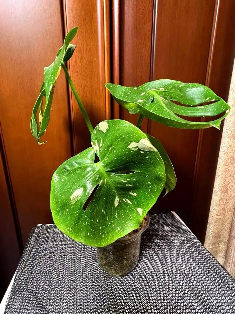 斑入りモンステラデリショーサカップケーキ