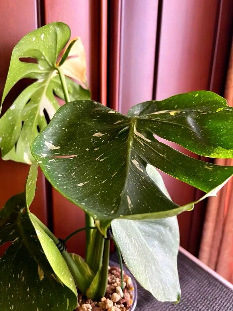 斑入りモンステラデリショーサカップケーキ