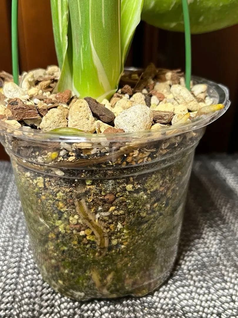 斑入りモンステラデリショーサカップケーキ