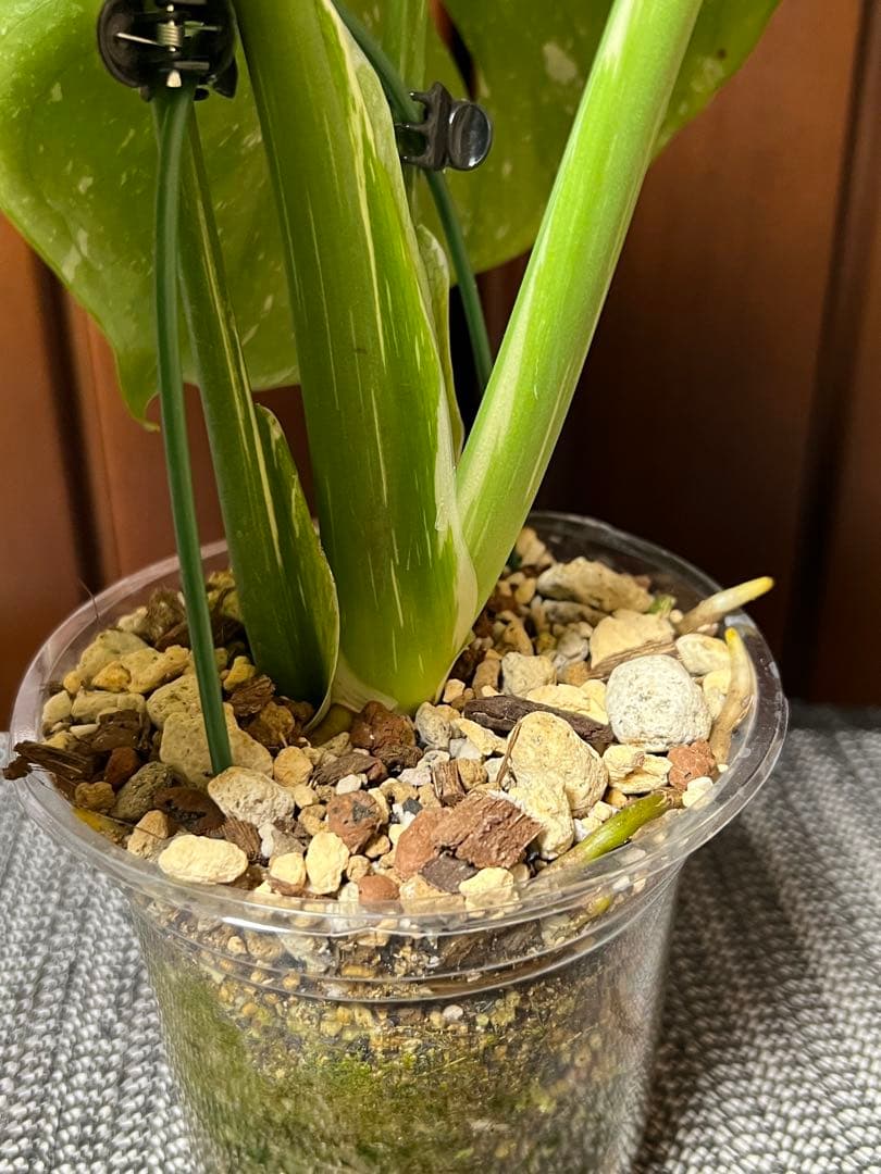 斑入りモンステラデリショーサカップケーキ