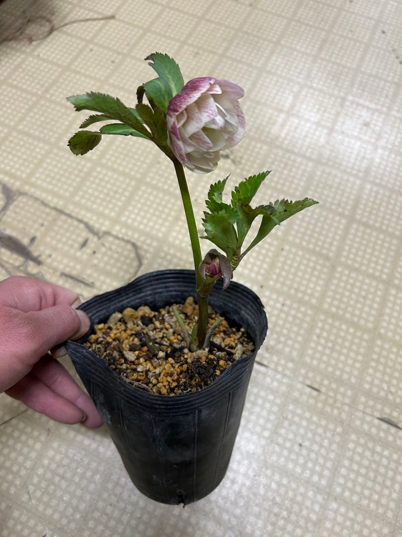 絞りクリスマスローズ 加藤農園 同梱可能