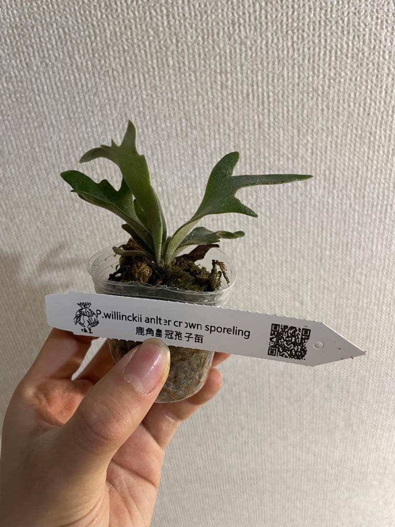 H*N様 P.willinckii Yellow moon dwarf