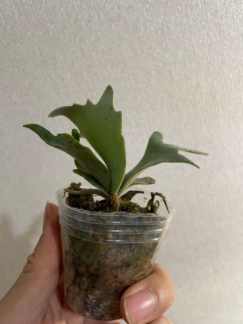 H*N様 P.willinckii Yellow moon dwarf