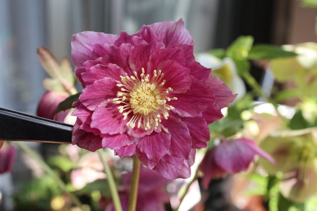 ♡広瀬園芸♡つぼみが可愛いソレイユ系、ピンクゴールド。