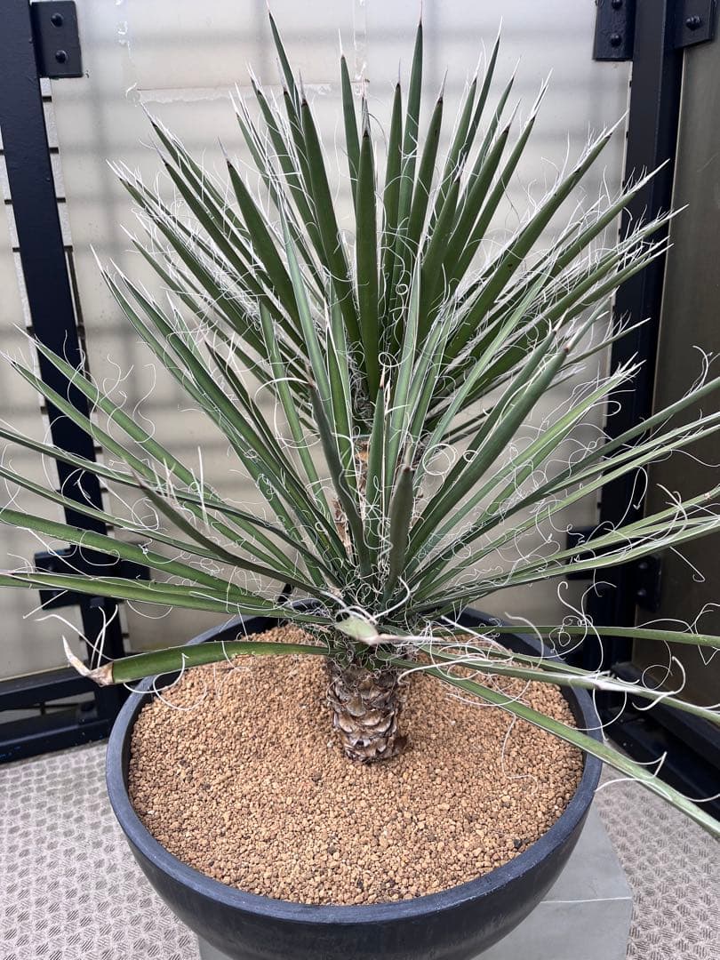 ユッカ フィリフェラ　2分頭　ダブルヘッド