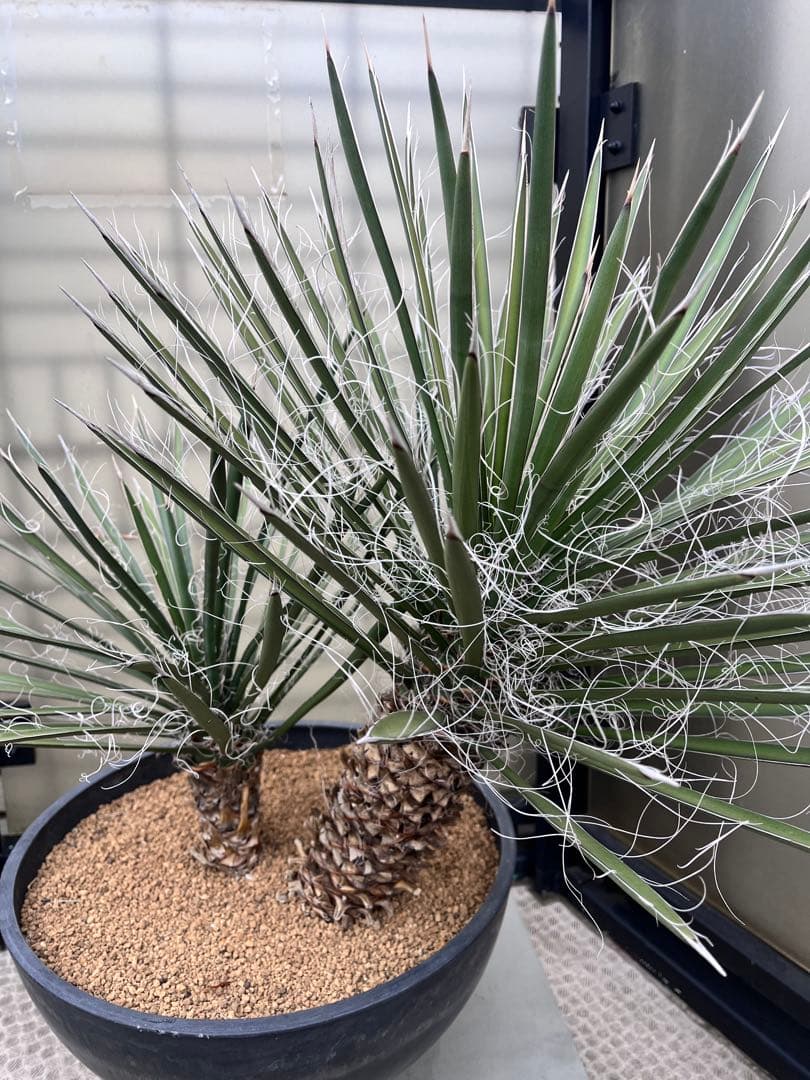 ユッカ フィリフェラ　2分頭　ダブルヘッド