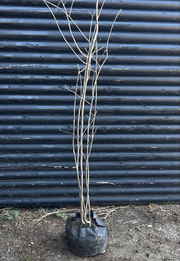 山採り天然　アオダモ　5本株立ち　82