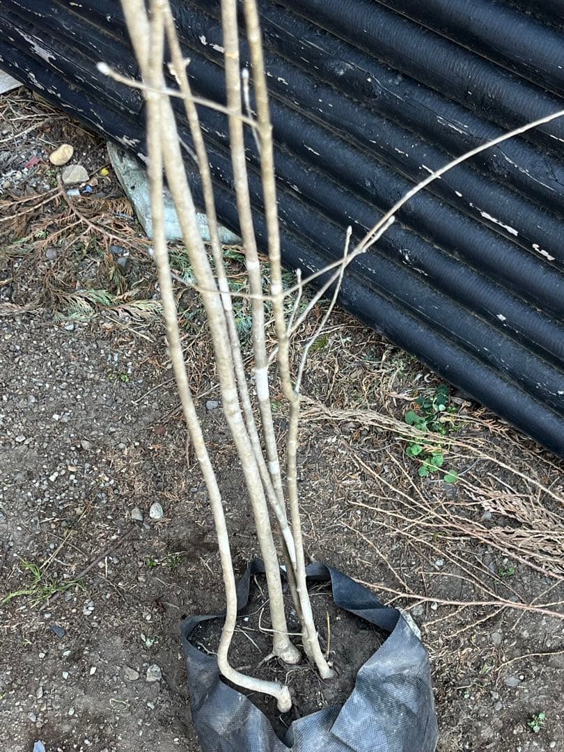 山採り天然　アオダモ　5本株立ち　82