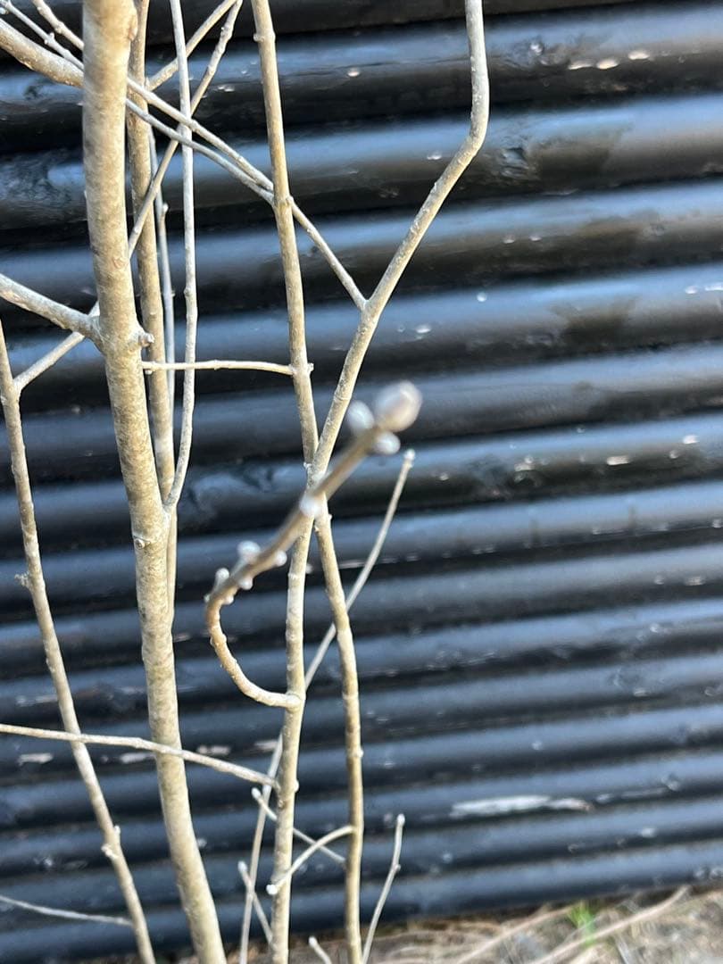 山採り天然　アオダモ　5本株立ち　82