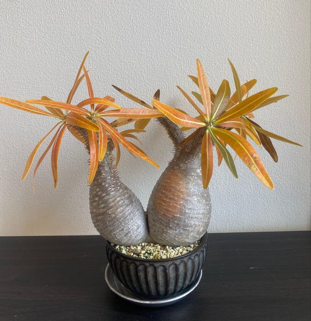 パキポディウムグラキリス　ダブルヘッド　希少株