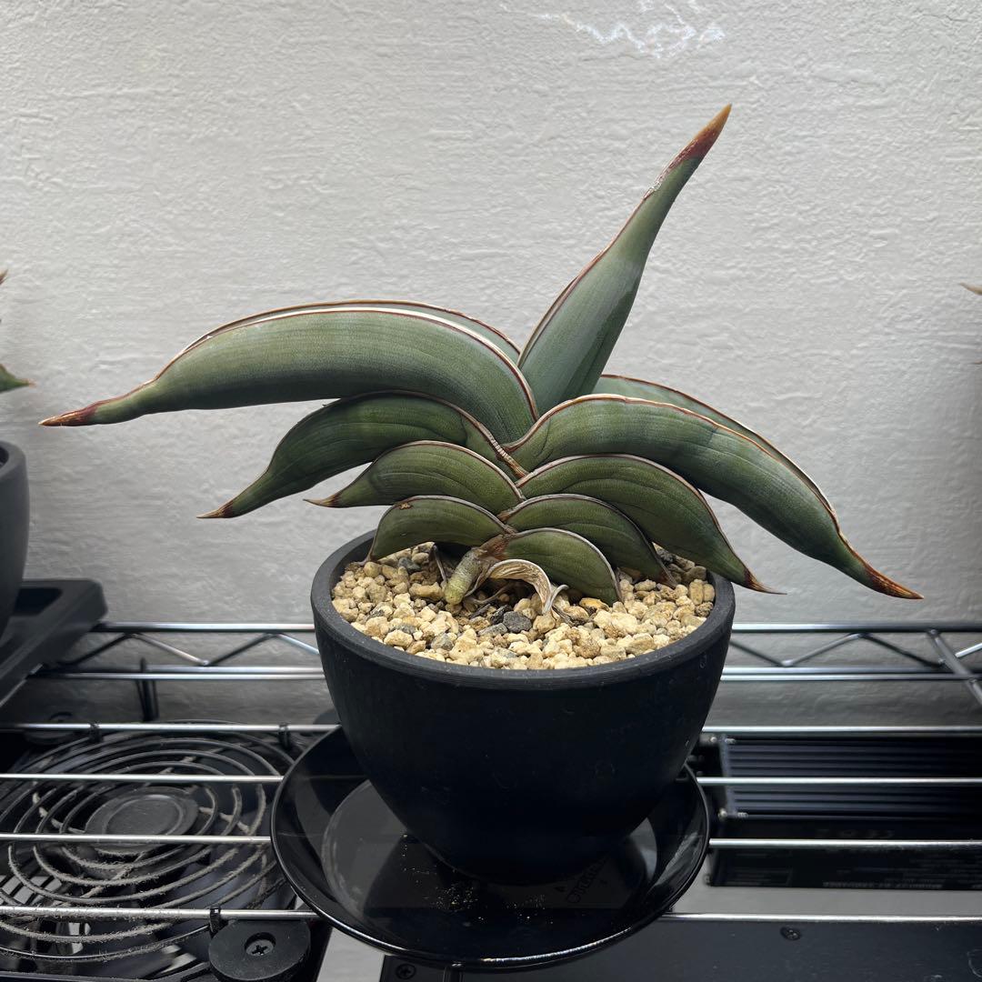 サンセベリア　ロリダ　斑入り　サンスベリア