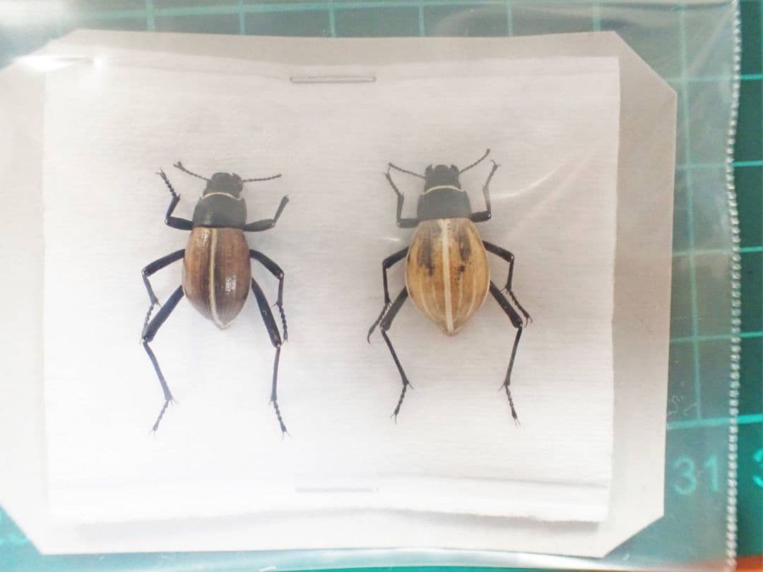 ナミビア産キリアツメの一種　ペア