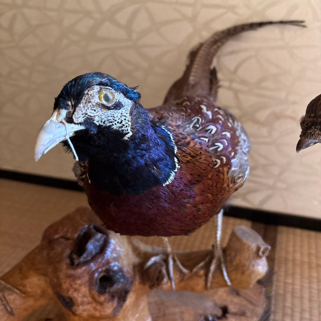 雉　剥製　4羽セット